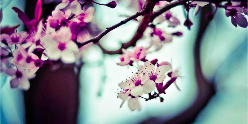 单人远洋帆船挑战终极指南：从心理准备、航海装备到德古帆跨洋航线规划实战