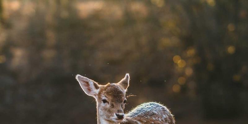 帆船运动42：驾驭风浪的艺术与科学